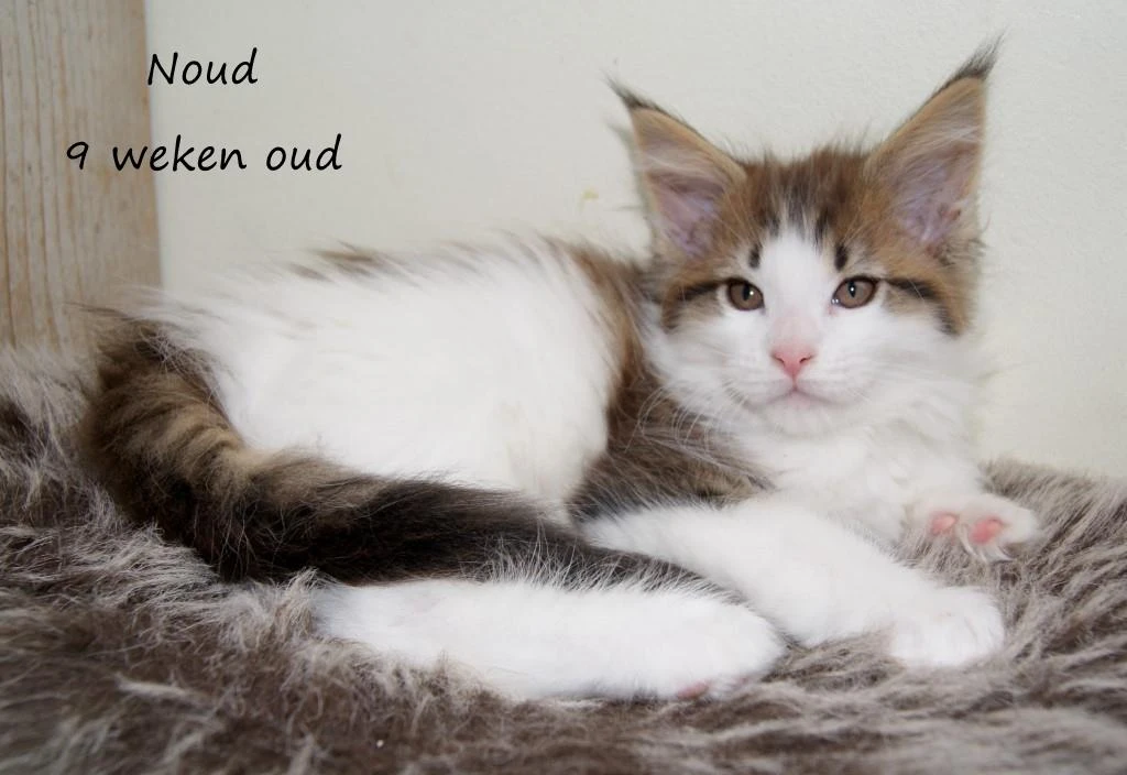 Noud